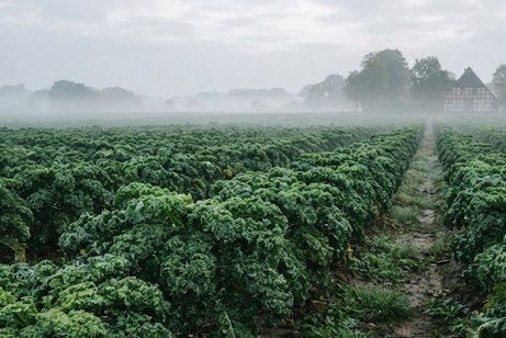 Gr&uuml;nkohl w&auml;chst auf einem Feld. Im Hintergrund ist ein altes Fachwerkhaus zu sehen. Leichter Nebel hinterl&auml;sst eine herbstliche Stimmung.