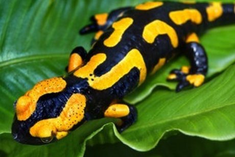 Amphibien