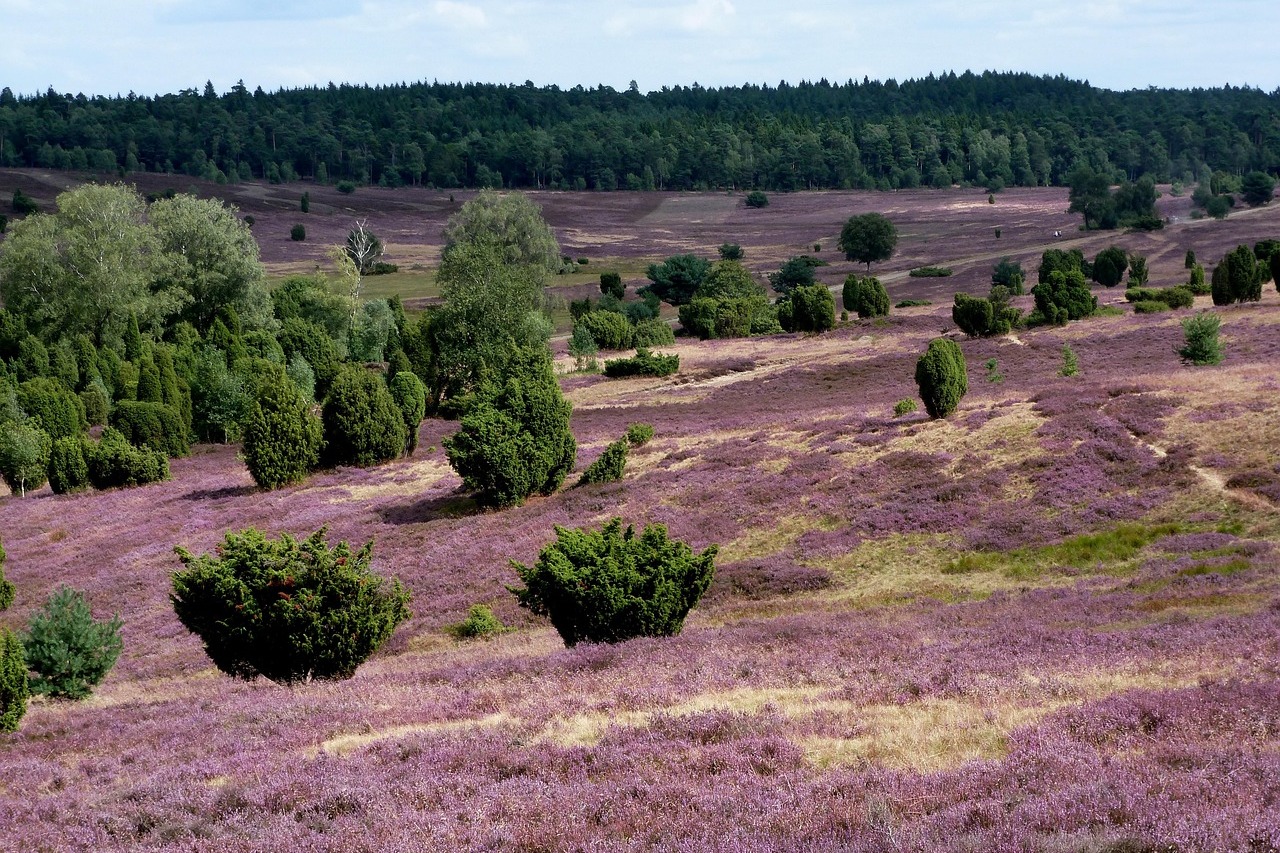 Heidelandschaft
