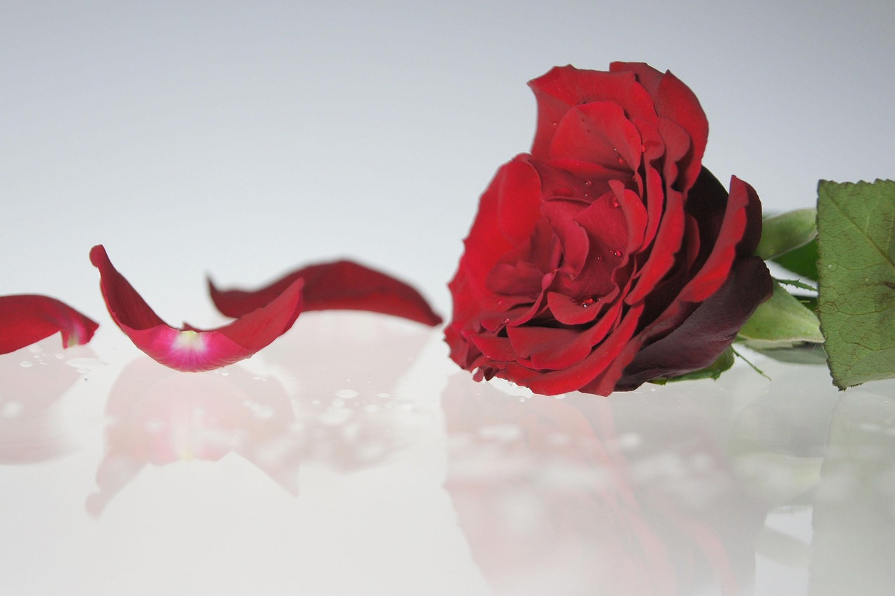 Ausgebl&uuml;hte Rose