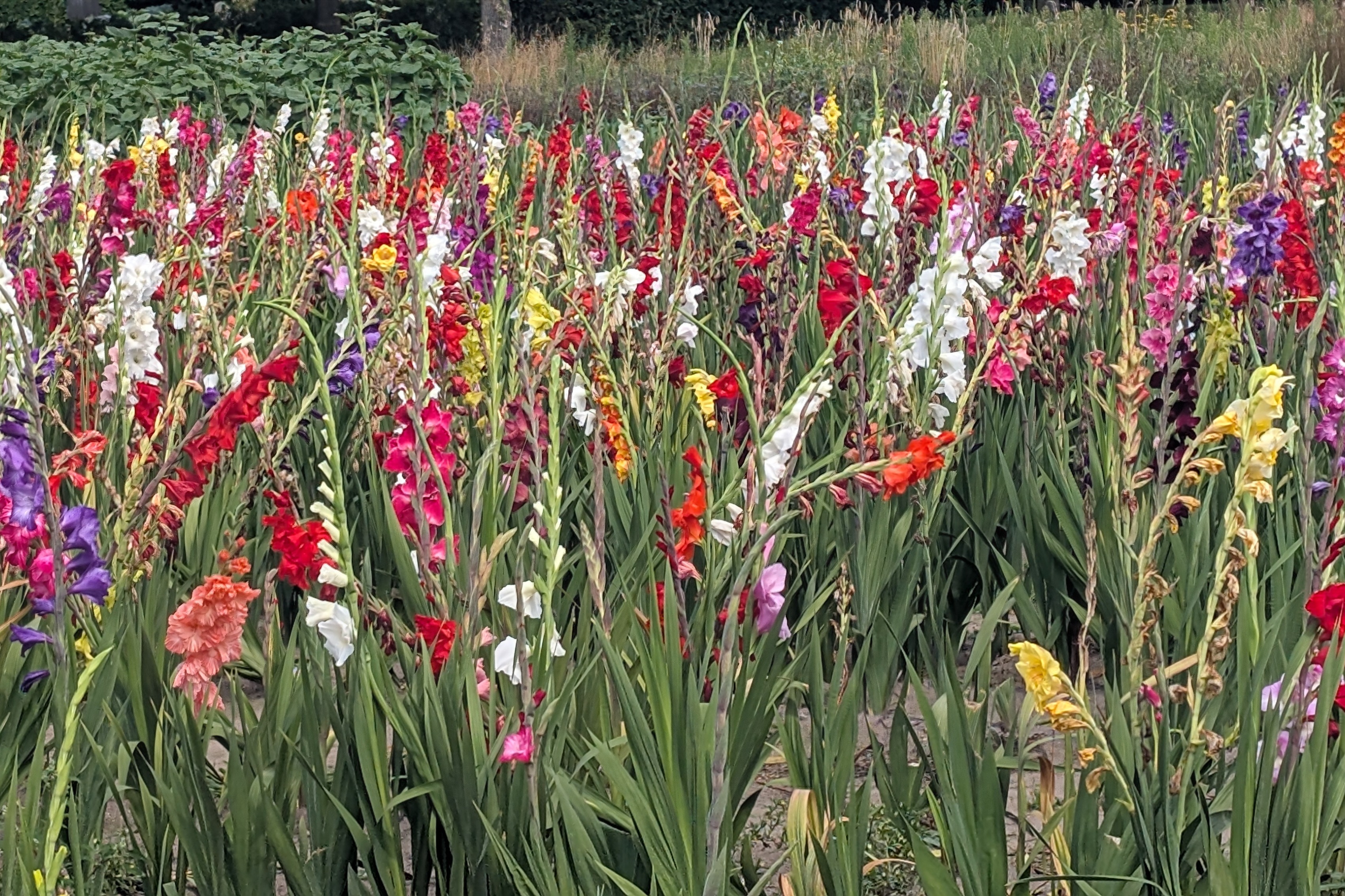 Blumenfeld bei Radtour