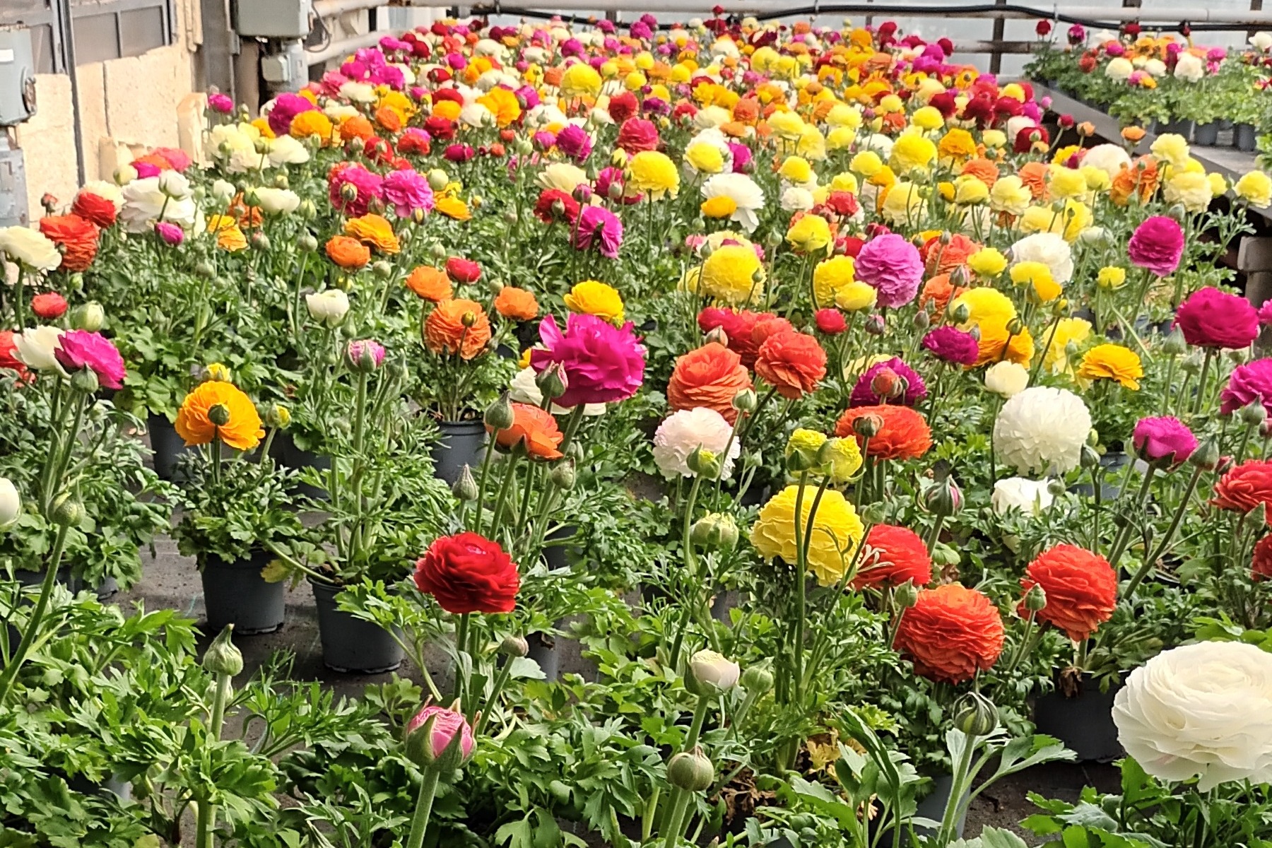 Blumenvielfalt