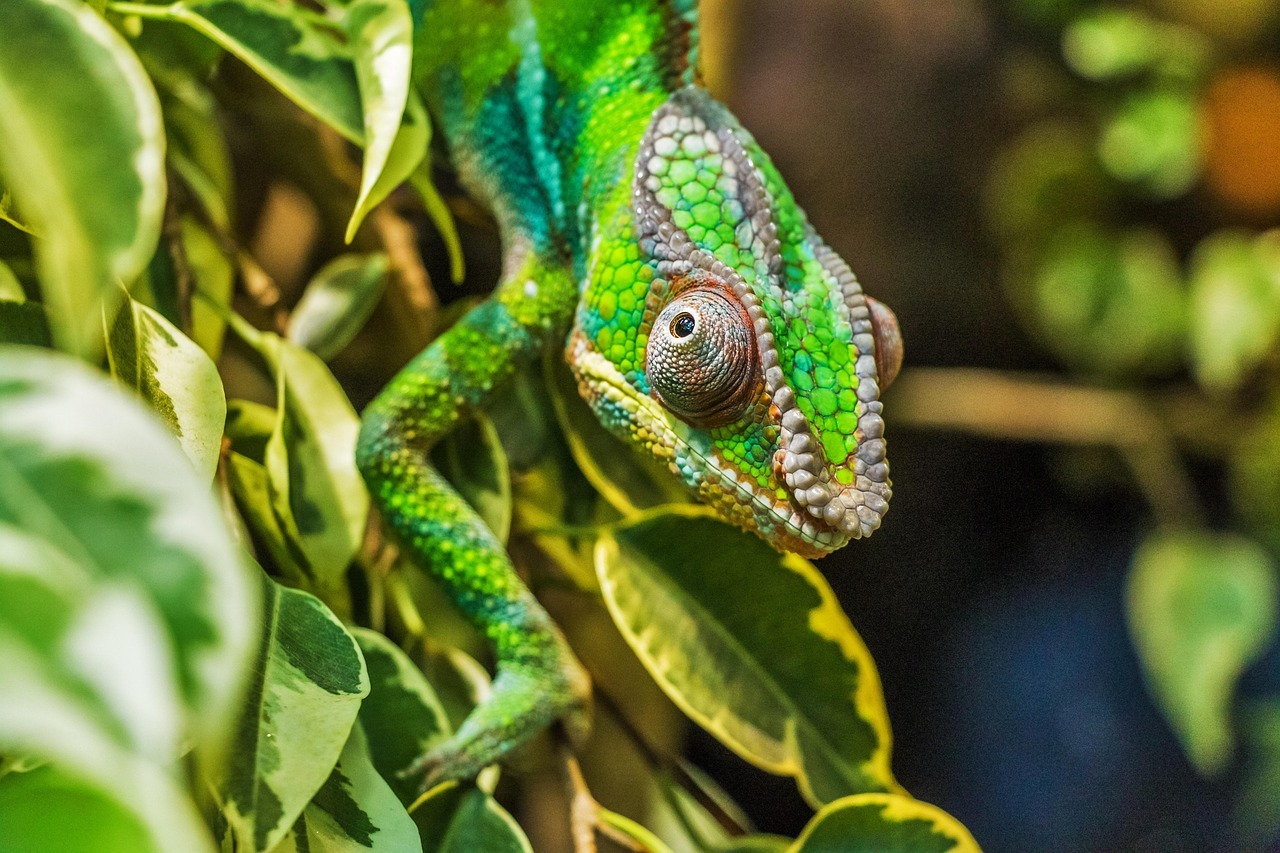 Reptilien