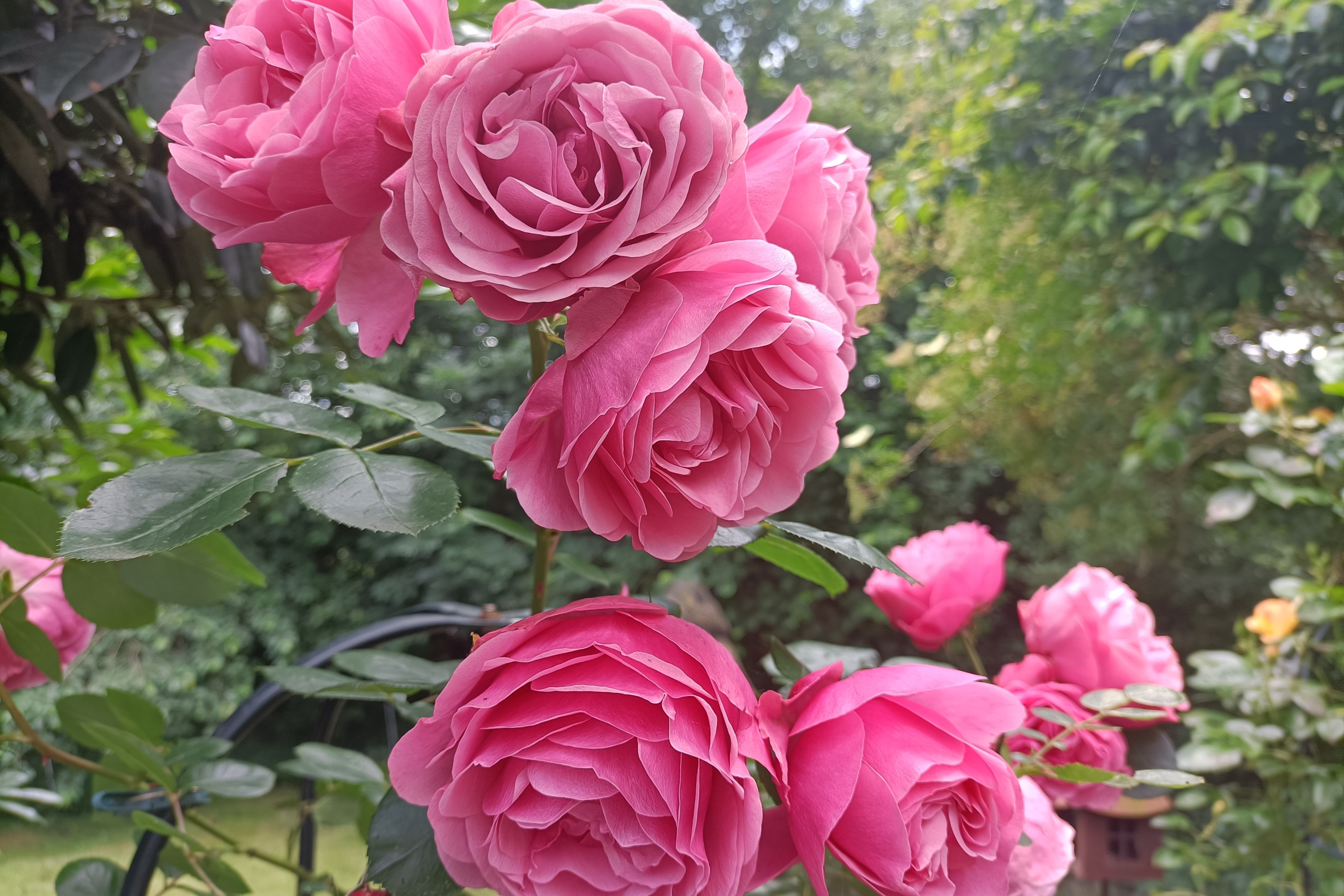 rosa Rosen rosa Rosen